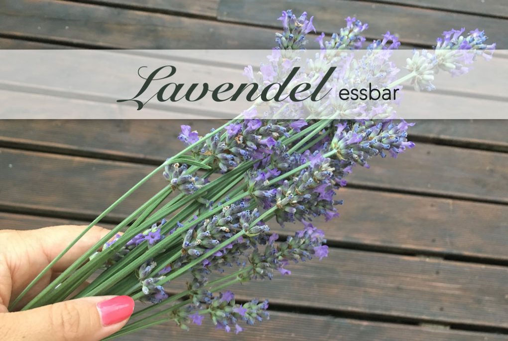 Lavendel essbar für Tees und Sirup und Gerichte. Nicht zu verwechseln mit Lavandin.