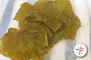 Weinblätter in Salzlake einkochen und haltbar machen.